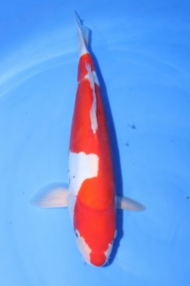 kat-Sanke Doitsu.jpg
